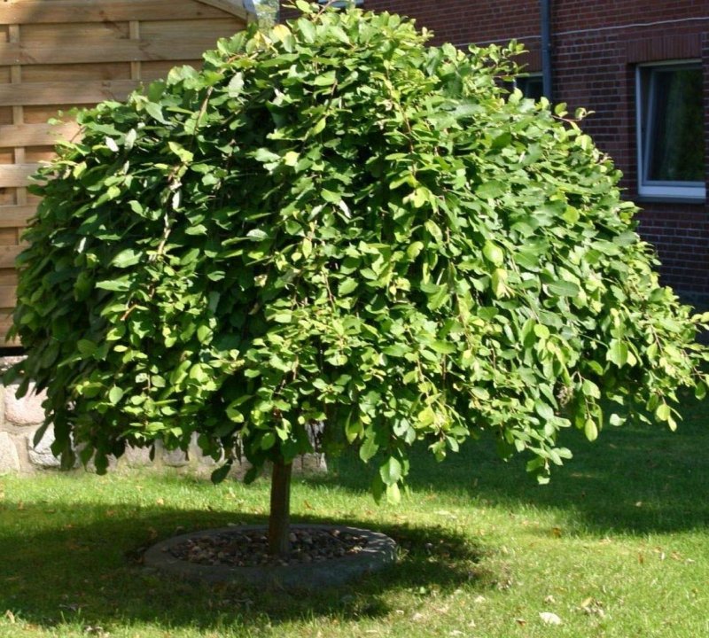 Ива пурпурная pendula