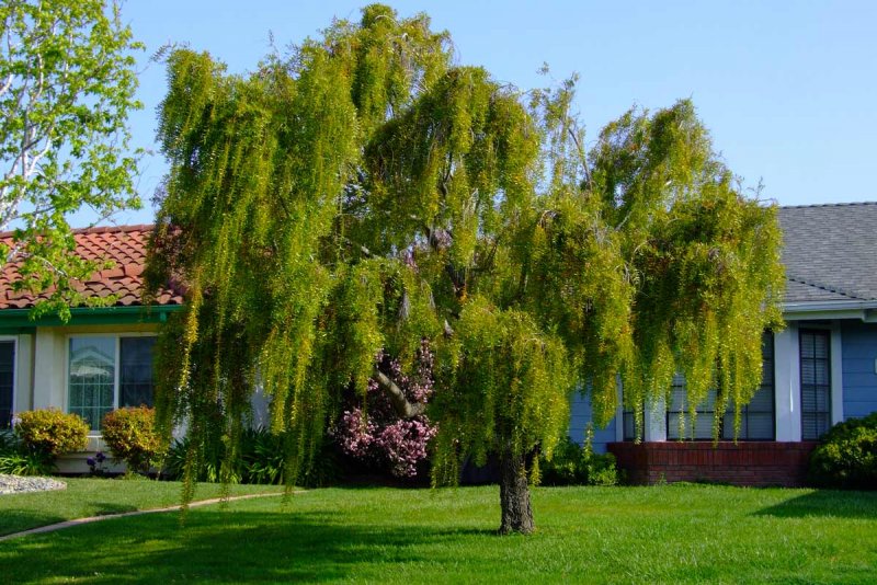 Ива Козья Salix caprea