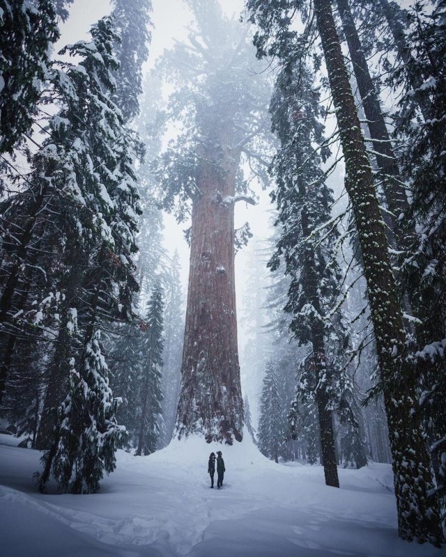 Секвойя вечнозелёная Sequoia sempervirens