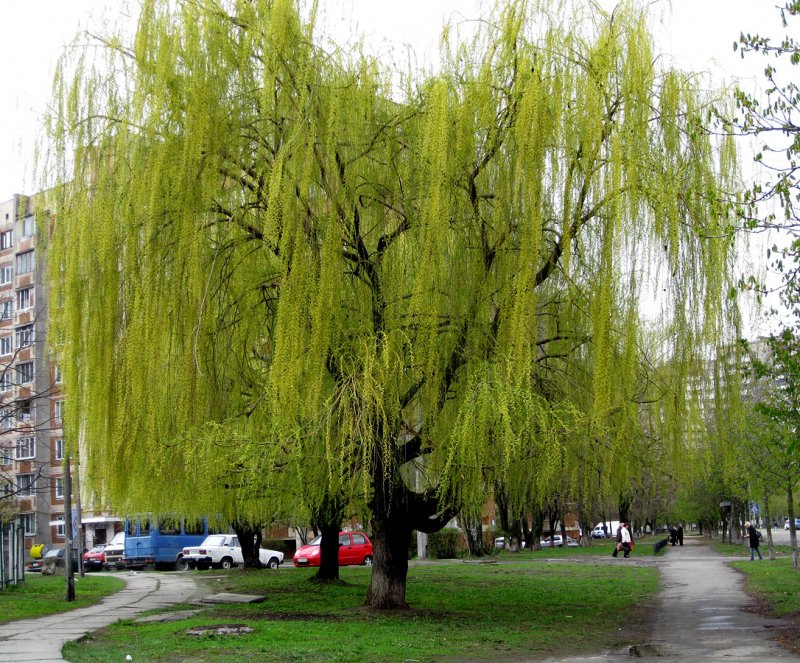 Верба Килмарнок