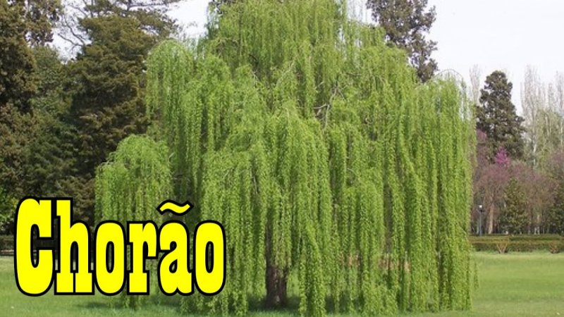 Ива плакучая в ландшафтном
