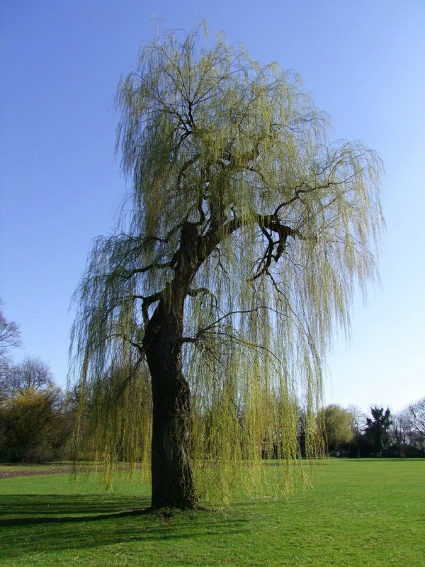 Ива белая (Salix Alba)