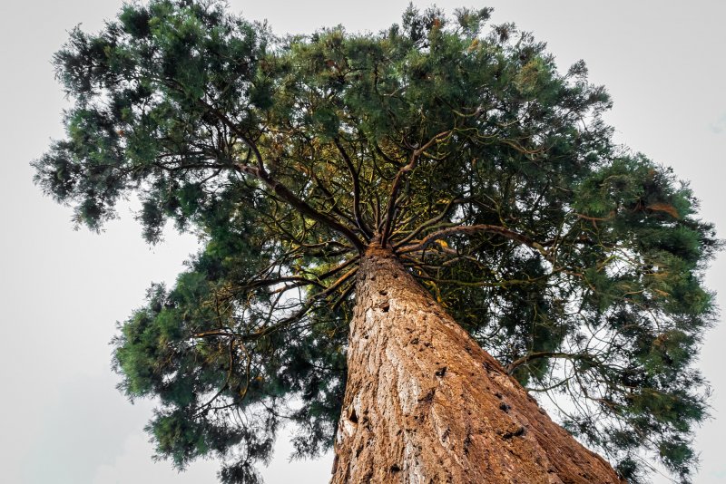 Секвойя вечнозелёная Sequoia sempervirens
