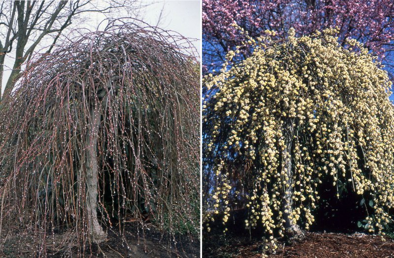 Ива Козья Kilmarnock (pendula)
