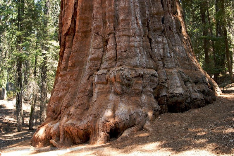 Прибрежная Секвойя Sequoia sempervirens