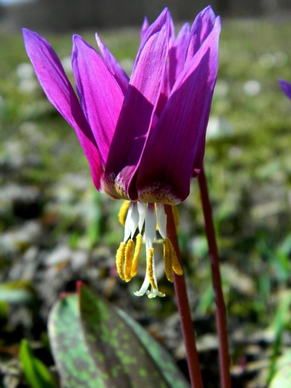 Кандык Сибирский ( Erythronium sibiricum).