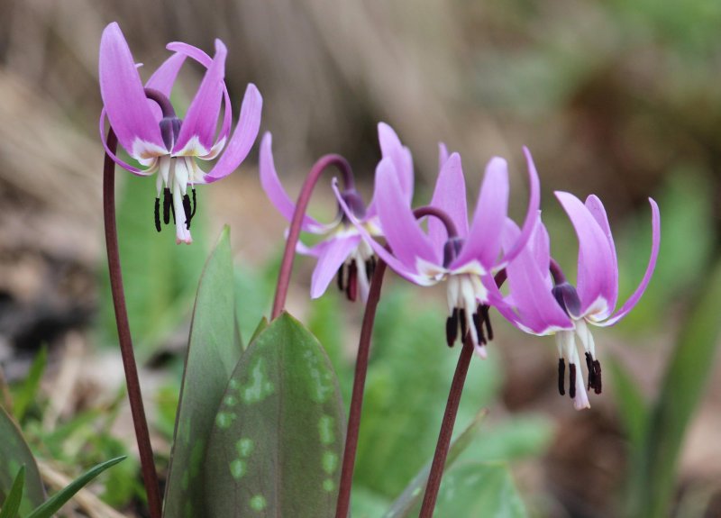 Кандык Сибирский ( Erythronium sibiricum).