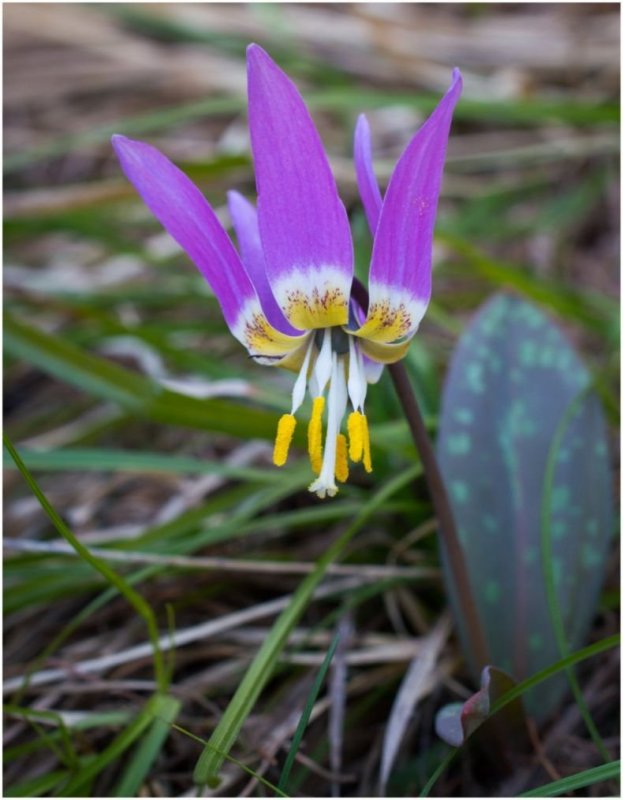 Кандык Сибирский ( Erythronium sibiricum).