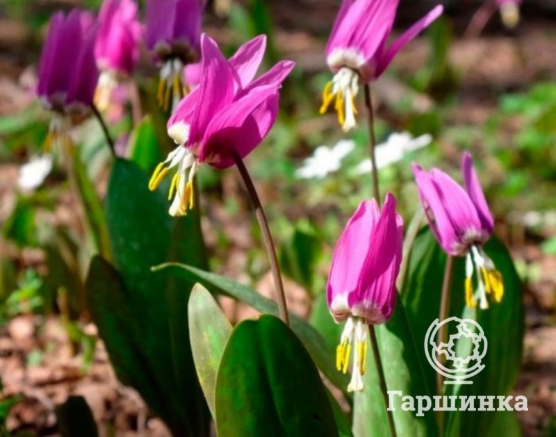 Кандык Сибирский ( Erythronium sibiricum).