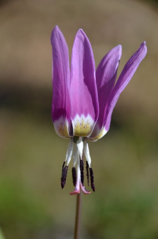 Кандык Сибирский ( Erythronium sibiricum).