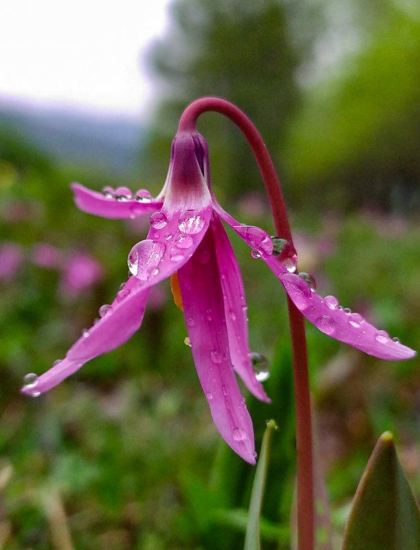Кандык Сибирский ( Erythronium sibiricum).