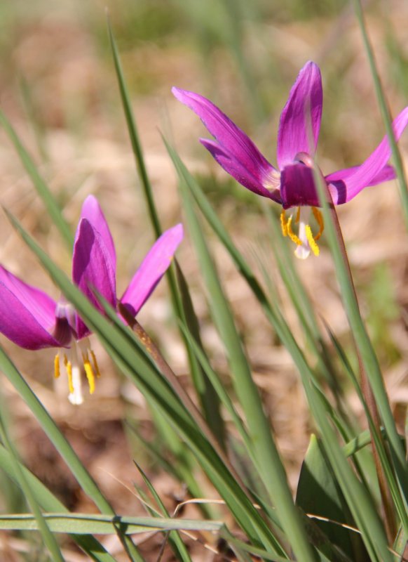 Кандык Сибирский ( Erythronium sibiricum).