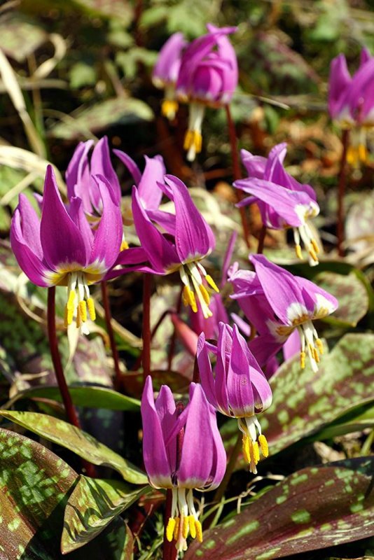 Кандык Сибирский ( Erythronium sibiricum).
