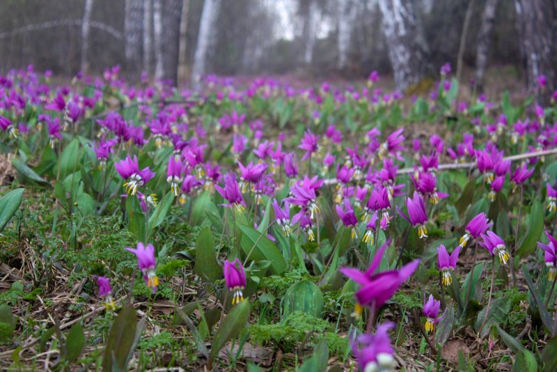Кандык Сибирский