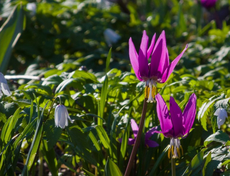 Кандык Сибирский ( Erythronium sibiricum).