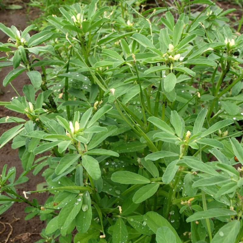 Trigonella caerulea