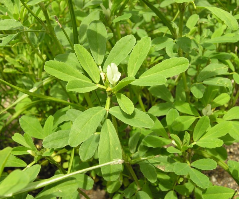 Trigonella foenum-graecum