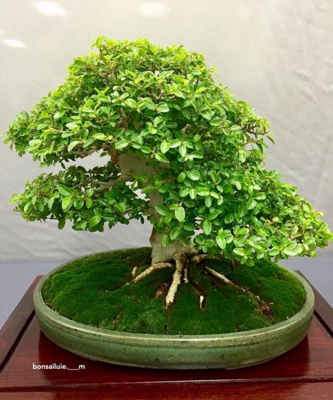 Фикус карликовый pumila