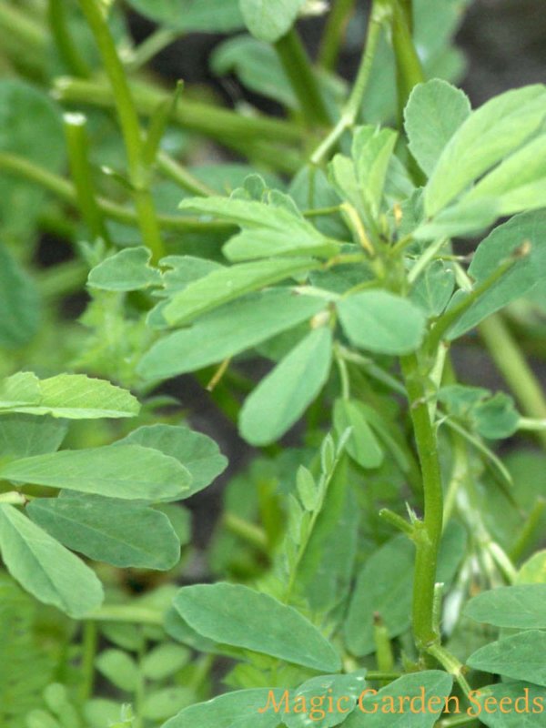 Trigonella foenum-graecum