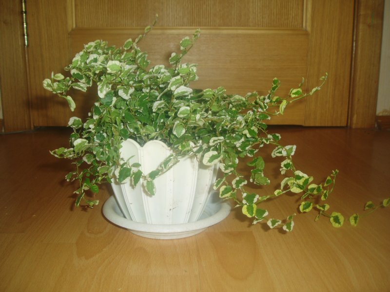 Фикус Бенджамина карликовый