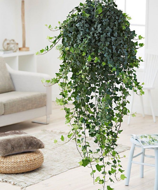 Ficus pumila