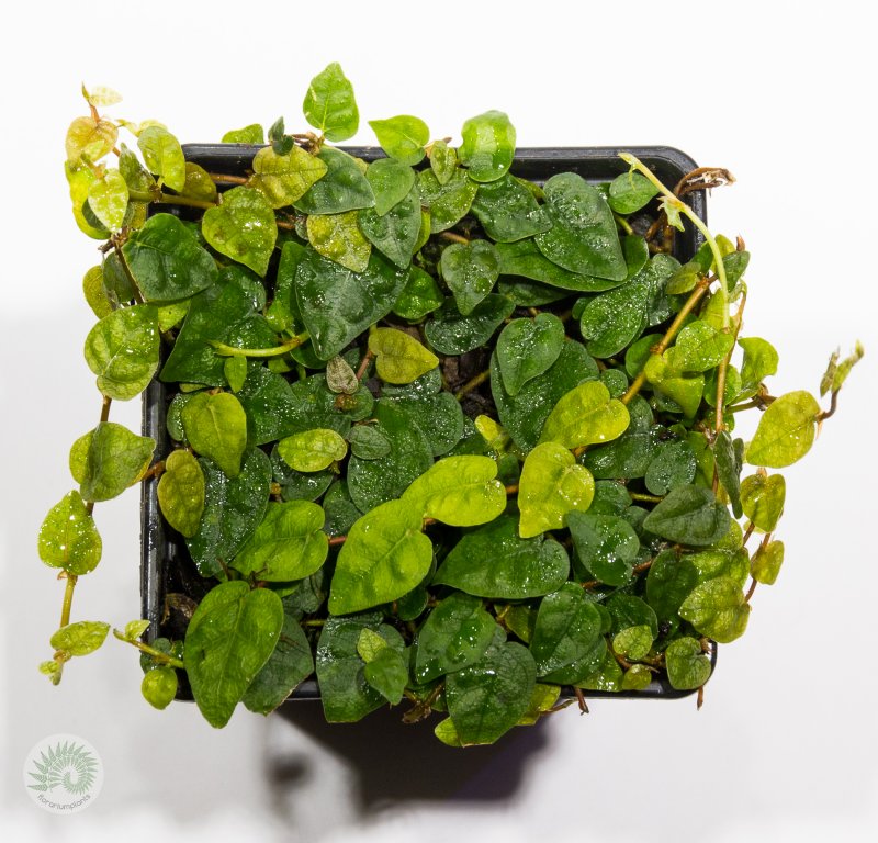 Ficus pumila Tricolor Wishes