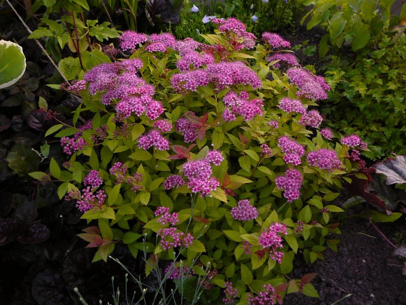 Спирея японская (Spiraea japonica)