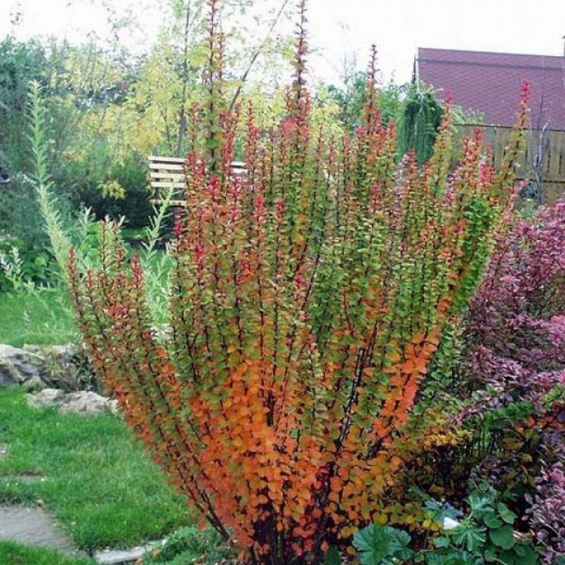 Барбарис Тунберга Berberis thunbergii erecta