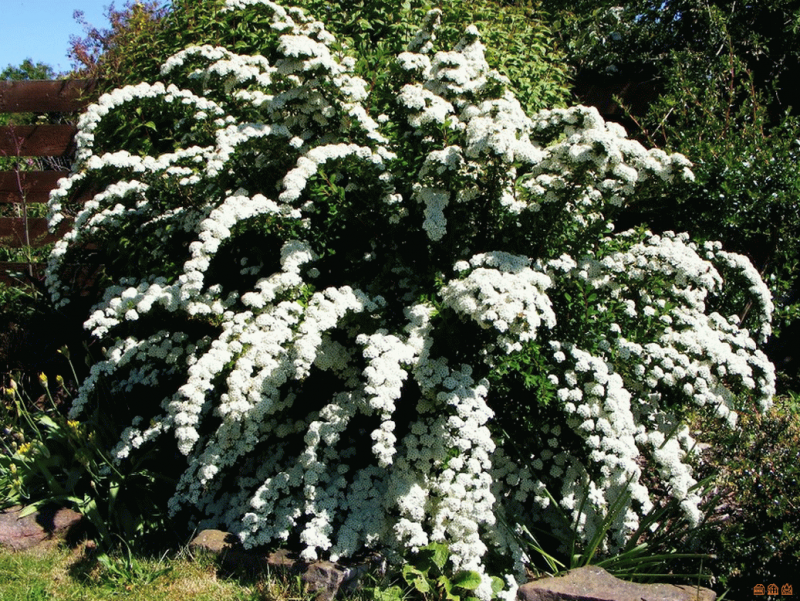 Спирея Вангутта (vanhouttei)