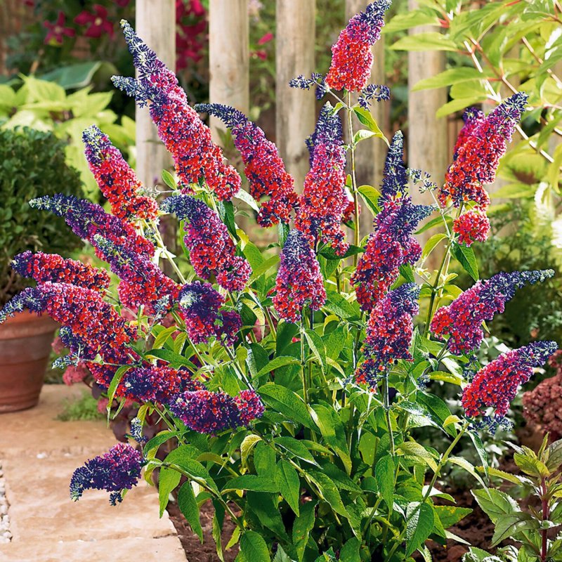 Буддлея Давида Buddleja davidii