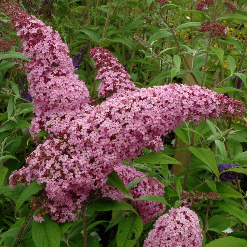 Буддлея Pink Delight