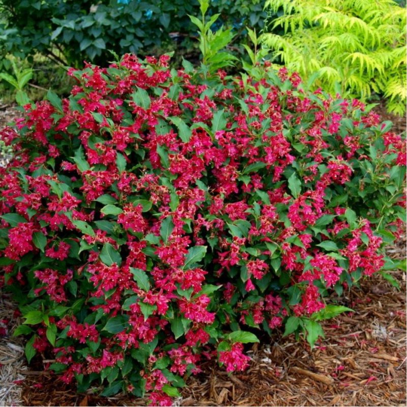 Вейгела Red Prince