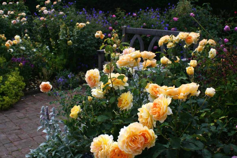 Lady of Shalott роза