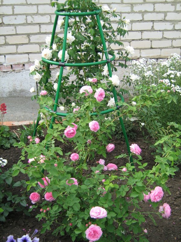 Роза кустовая Парковая