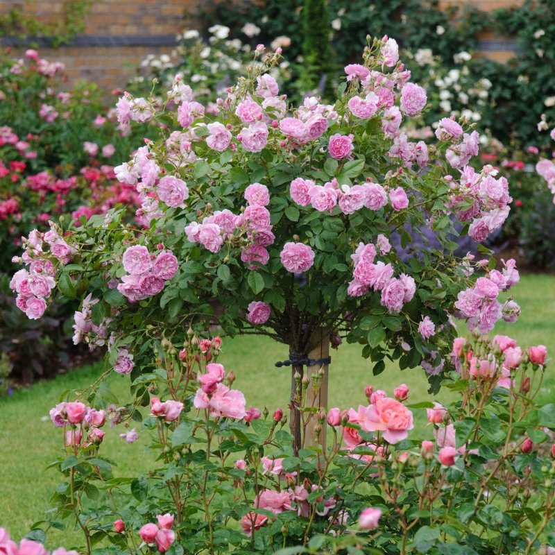 Роза Harlow Carr