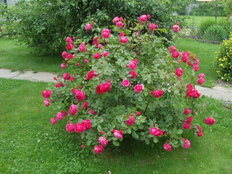 Rosarium Uetersen роза на штамбе