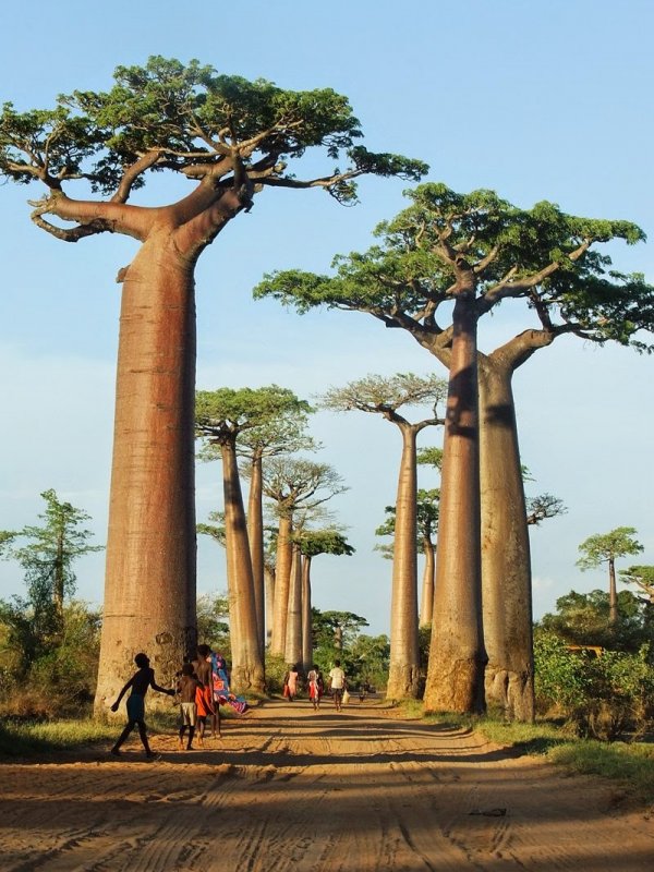 Avenue of the Baobabs Мадагаскар
