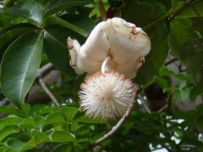 Adansonia digitata баобаб Адансония пальчатая
