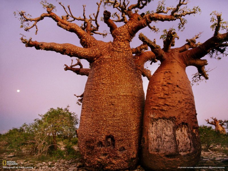 Adansonia rubrostipa