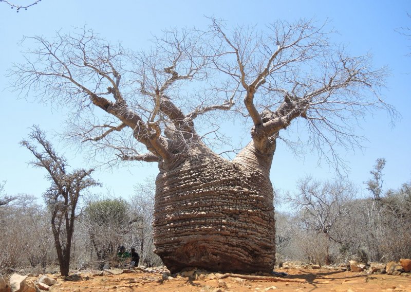Adansonia rubrostipa