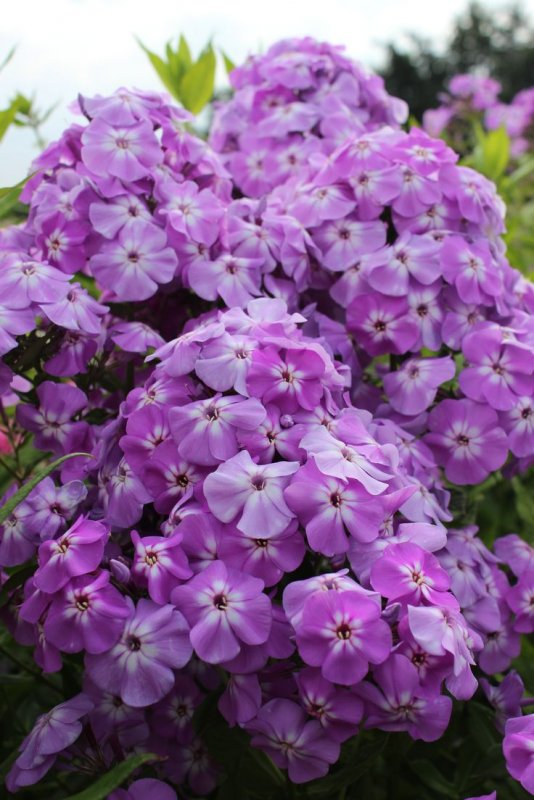Флокс Голиаф