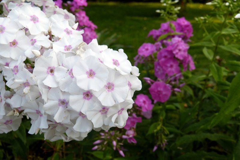 Флокс метельчатый Flame White