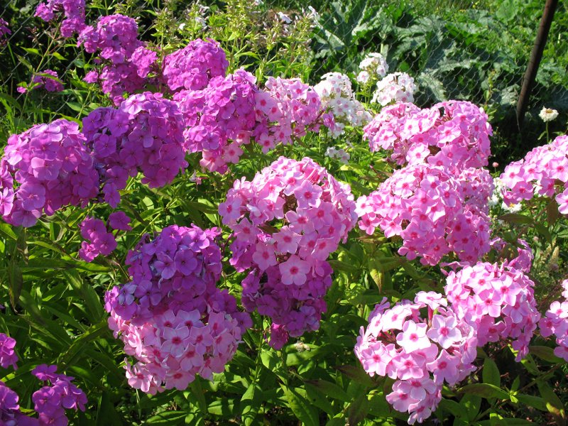 Флокс Аврора