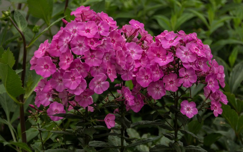 Флокс многоцветковый (Phlox multiflora)