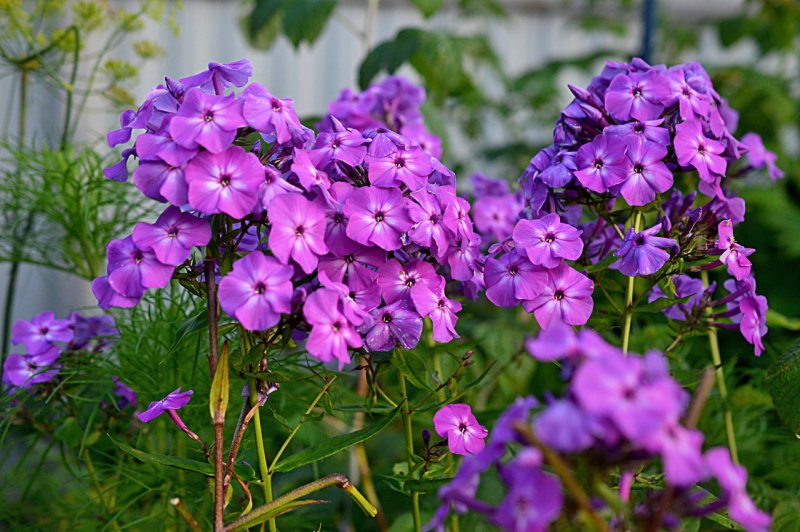 Флокс метельчатый (Phlox paniculata Balmoral)