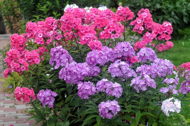 Флокс летний