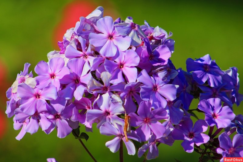Флокс многоцветковый (Phlox multiflora)