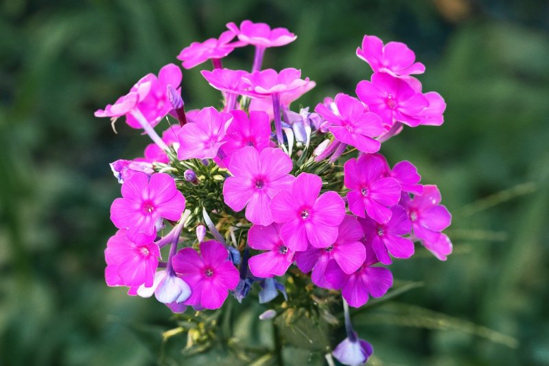 Night Phlox Pixabay