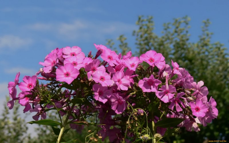 Флокс Флоксана