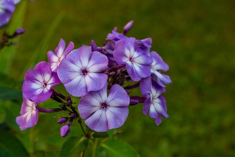 Флокс метельчатый Flame Lilac